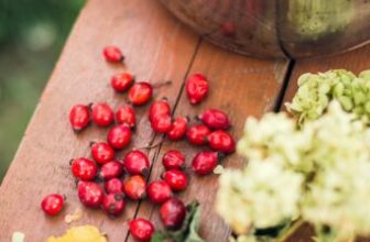 Willkommen, Hagebuttensaison!  – Die Zero Waste Family®